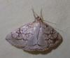 Evergestis pallidata